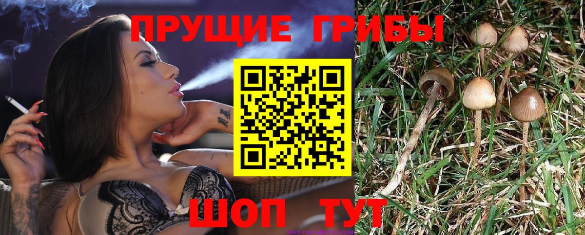Галлюциногенные грибы GOLDEN TEACHER Орёл